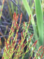 Elegia microcarpa