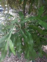 Buckinghamia celsissima