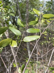 Xylopia