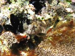 Coryphoblennius galerita
