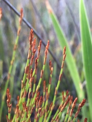 Elegia microcarpa