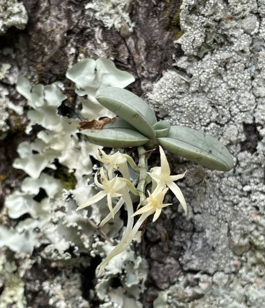 Cyrtorchis crassifolia