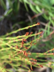 Elegia microcarpa