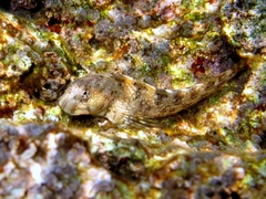 Coryphoblennius galerita