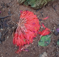 Brownea coccinea