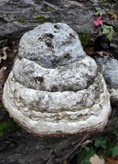 Fomes fomentarius