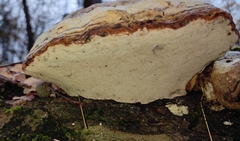 Fomes fomentarius