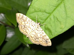 Haritalodes derogata