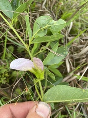 Clitoria kaessneri