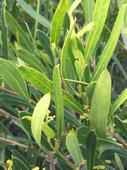 Olea exasperata