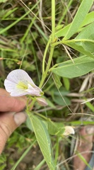 Clitoria kaessneri