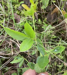 Clitoria kaessneri