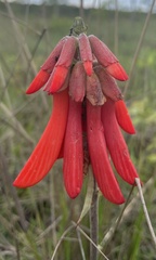 Erythrina baumii image