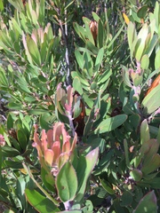 Protea obtusifolia