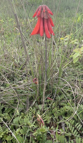 Erythrina baumii image