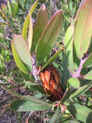 Protea obtusifolia