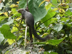 Heliosciurus rufobrachium