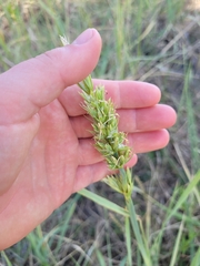 Leymus racemosus