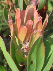 Protea obtusifolia