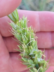 Leymus racemosus