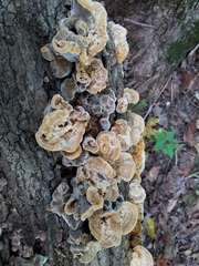 Inonotus cuticularis