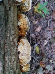 Inonotus cuticularis