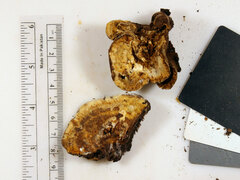 Inonotus cuticularis