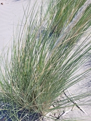 Elymus farctus