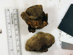 Inonotus cuticularis