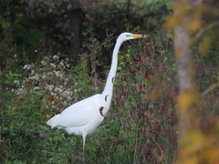 Ardea alba