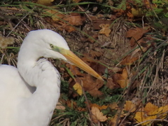 Ardea alba