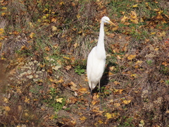 Ardea alba