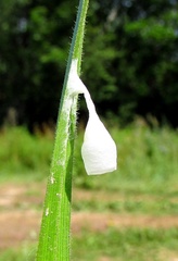 Agroeca brunnea