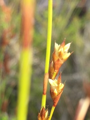 Restio capensis