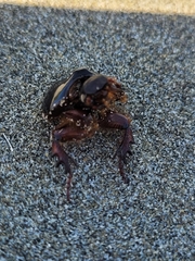 Pericoptus truncatus