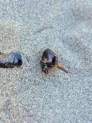 Pericoptus truncatus