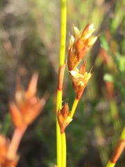 Restio capensis