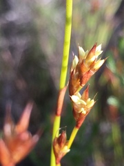 Restio capensis