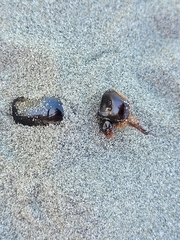 Pericoptus truncatus