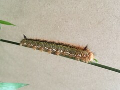 Euthrix albomaculata directa