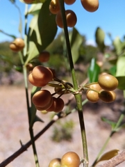 Peponidium buxifolium