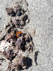 Coccinella undecimpunctata