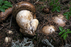 Catathelasma imperiale