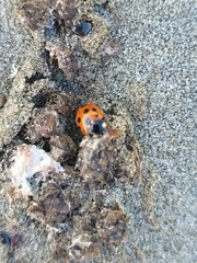Coccinella undecimpunctata