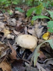 Hygrophorus occidentalis