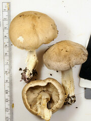 Hygrophorus occidentalis