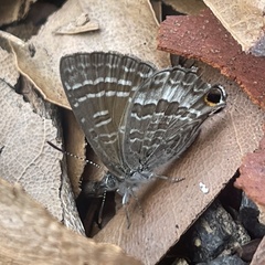 Theclinesthes onycha