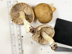 Hygrophorus occidentalis