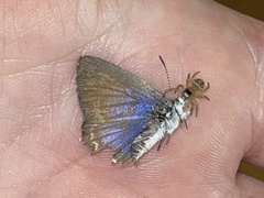 Theclinesthes onycha