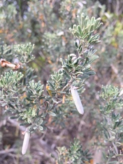 Indigofera brachystachya